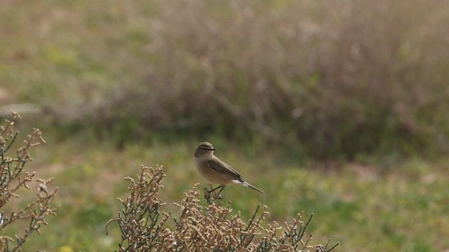 Mosquitero Común (grupo collybita) - ML451674551