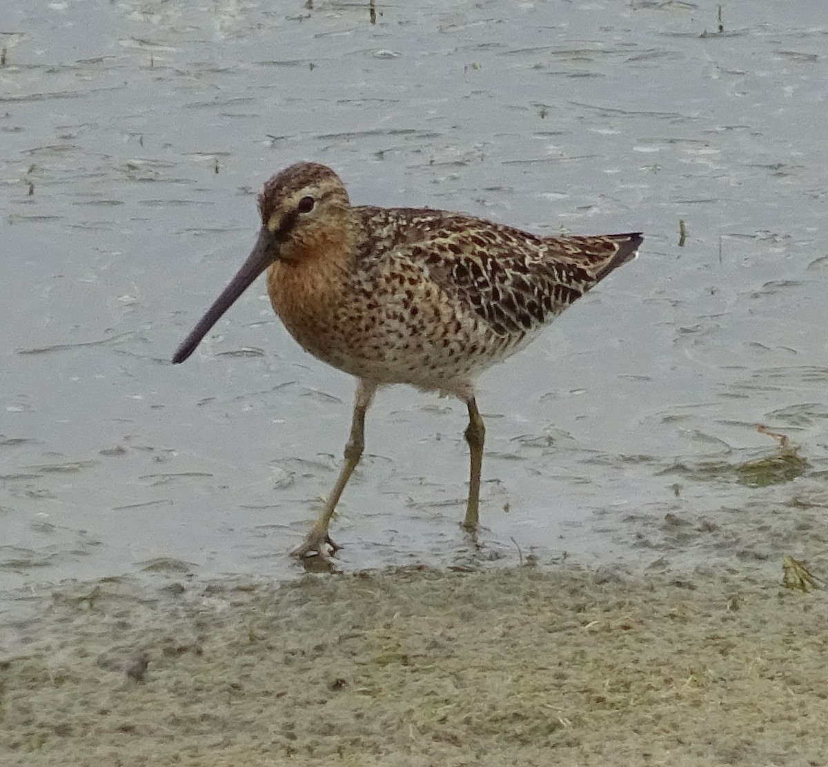 Bécassin roux - ML451674611