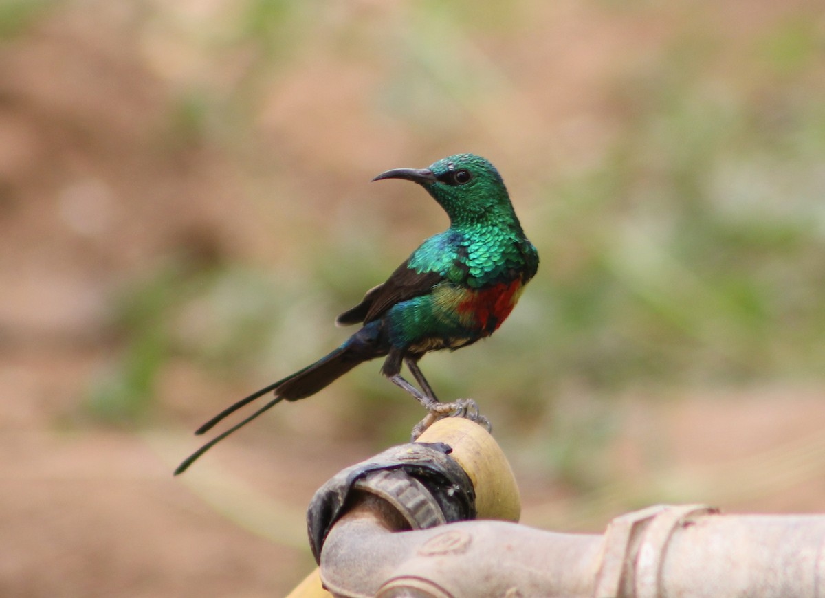 Beautiful Sunbird - John Koon
