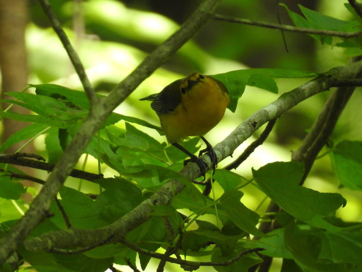 Prothonotary Warbler - ML451676601