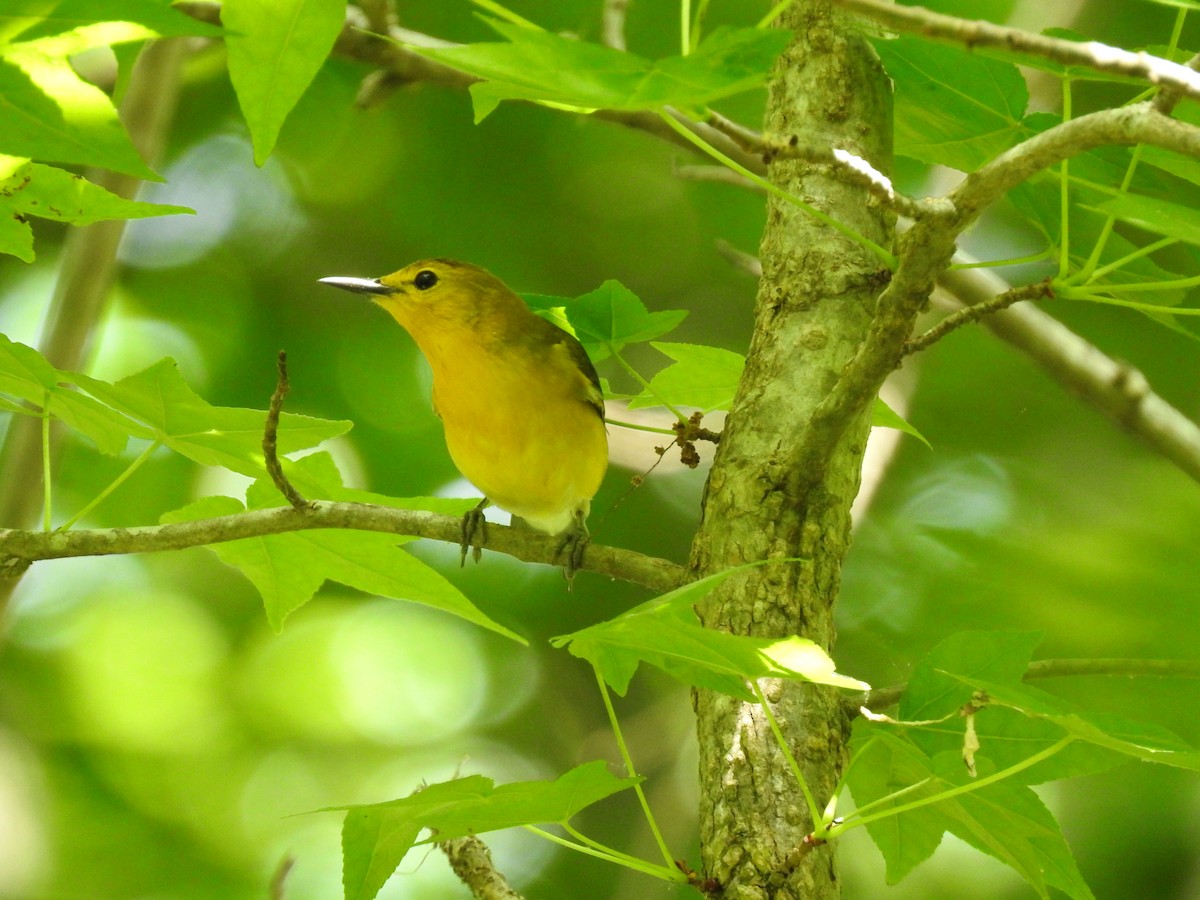 Prothonotary Warbler - ML451676681