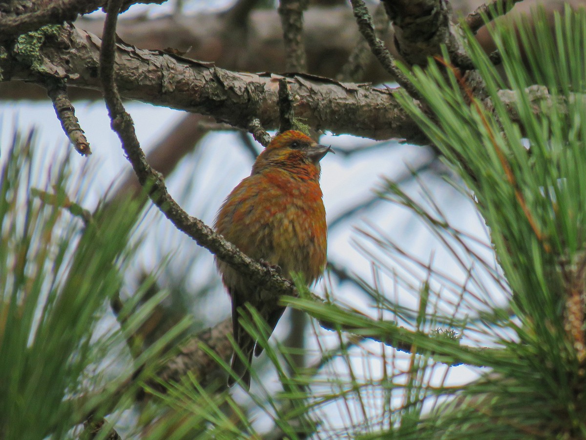 Red Crossbill - ML451677671