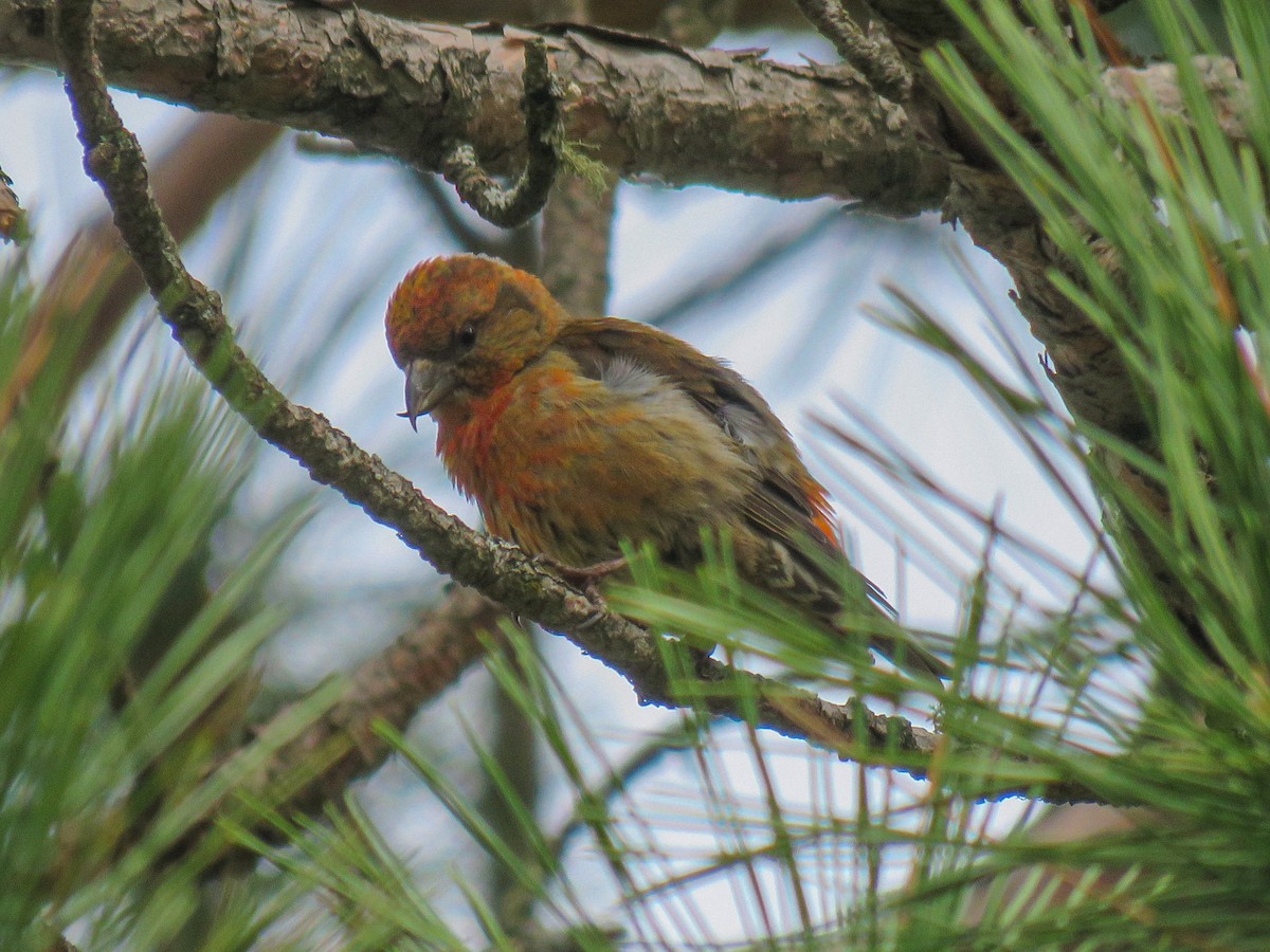 Red Crossbill - ML451677681