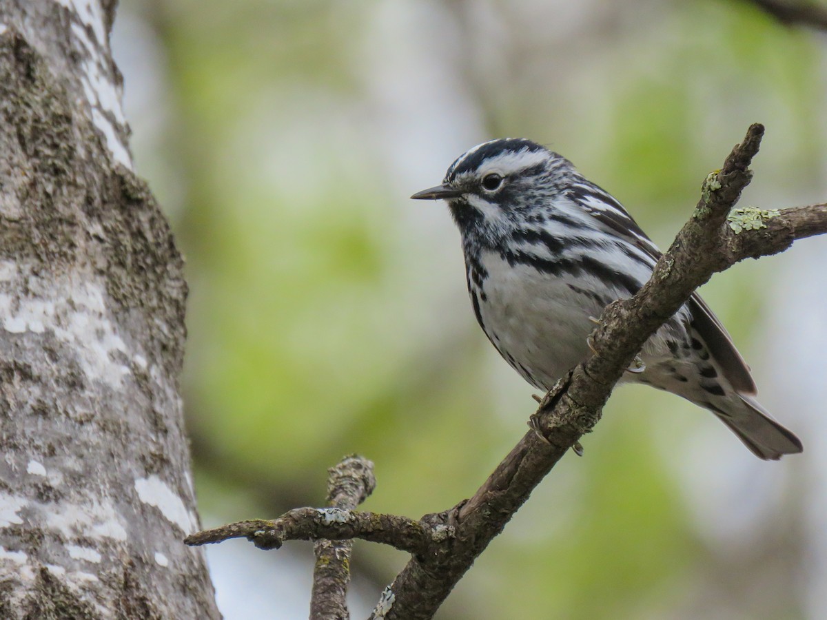 Black-and-white Warbler - ML451678111