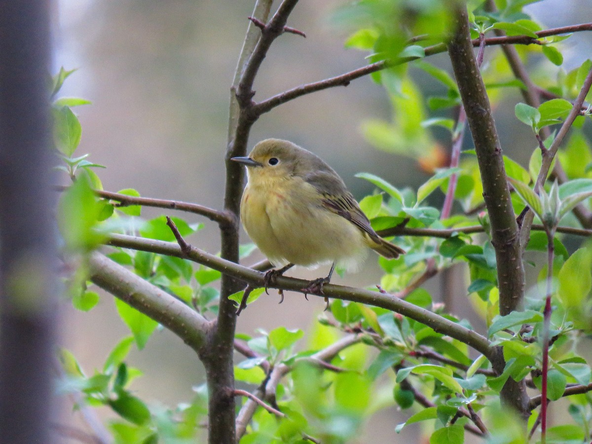 Northern Yellow Warbler - ML451678501