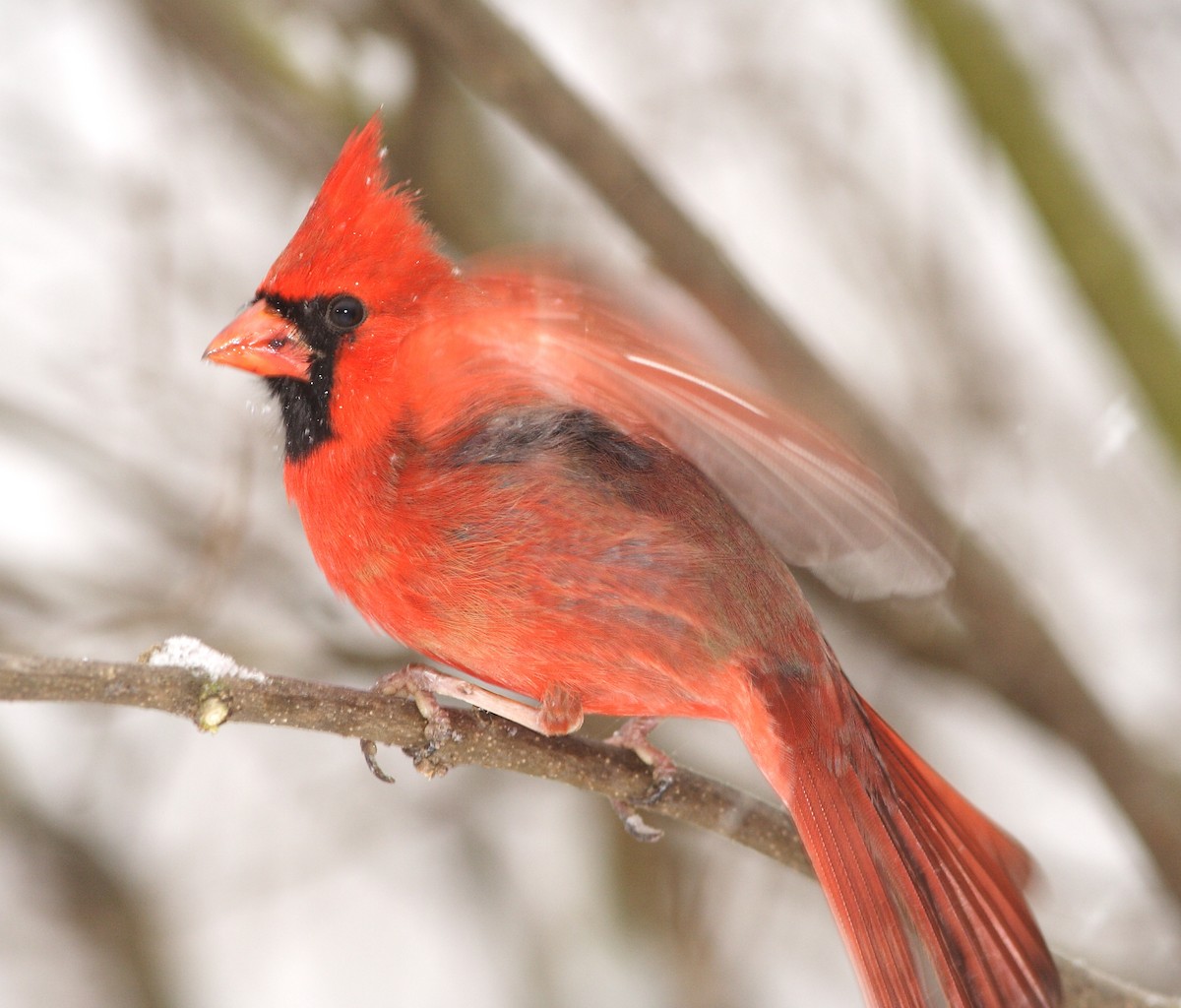 Cardinal rouge - ML45167861