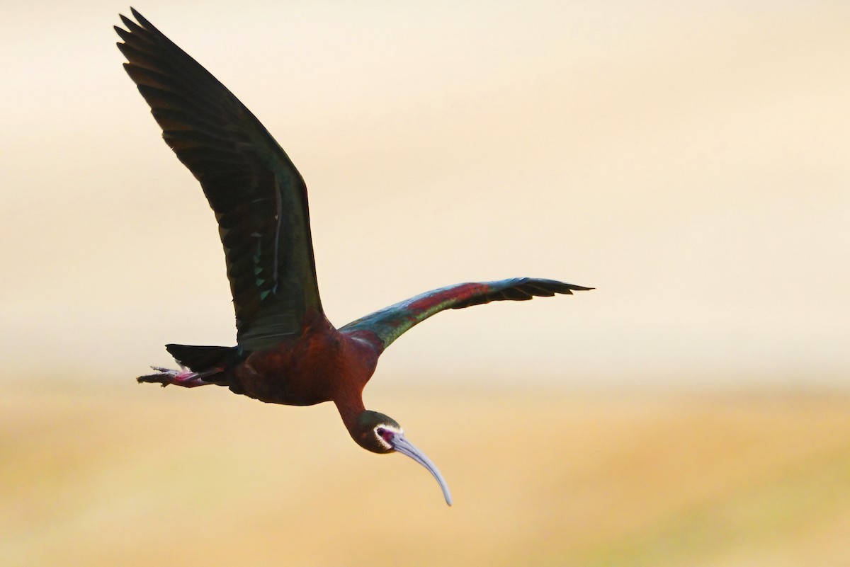 White-faced Ibis - ML451678731