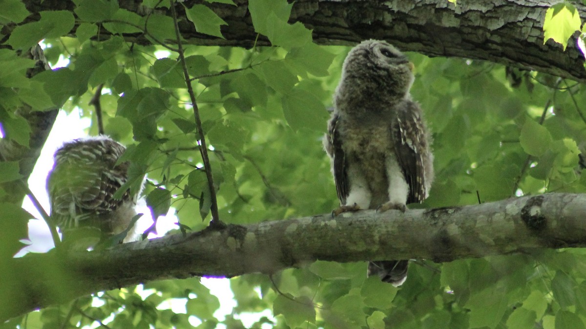 Barred Owl - ML451678791