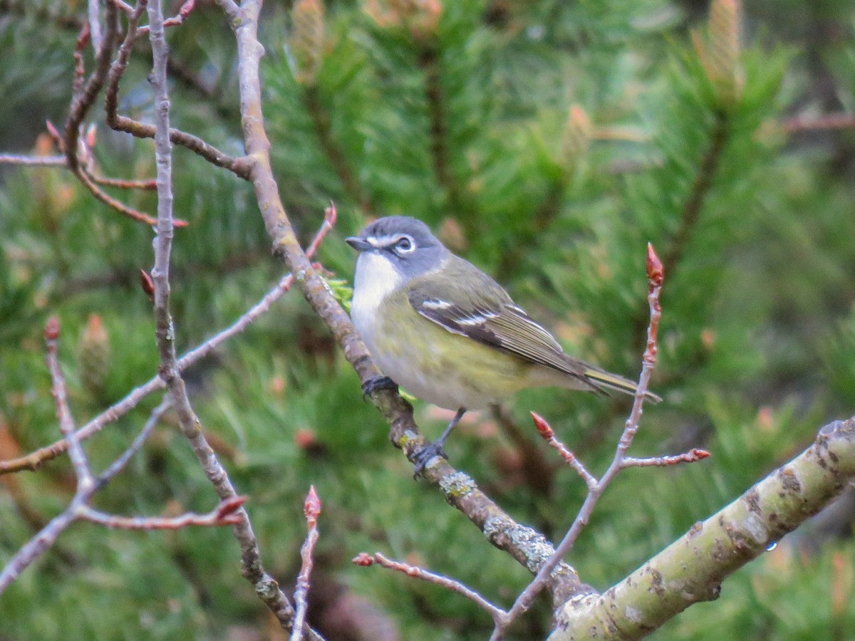 Blue-headed Vireo - ML451678801