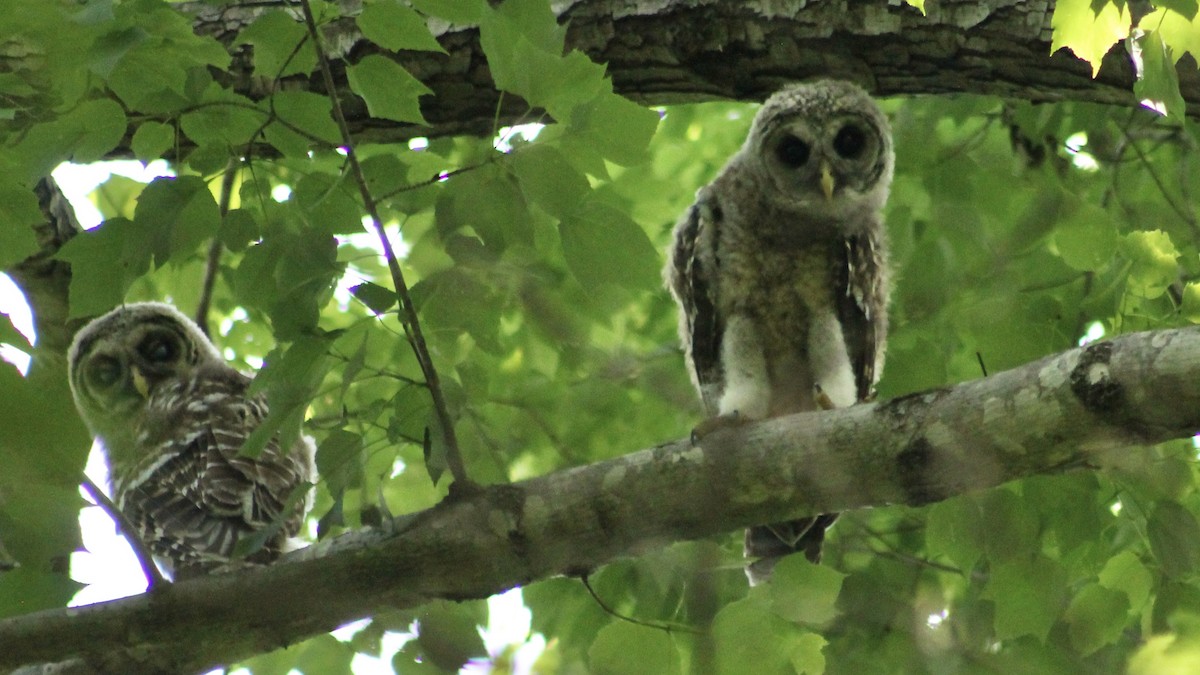 Barred Owl - ML451678831