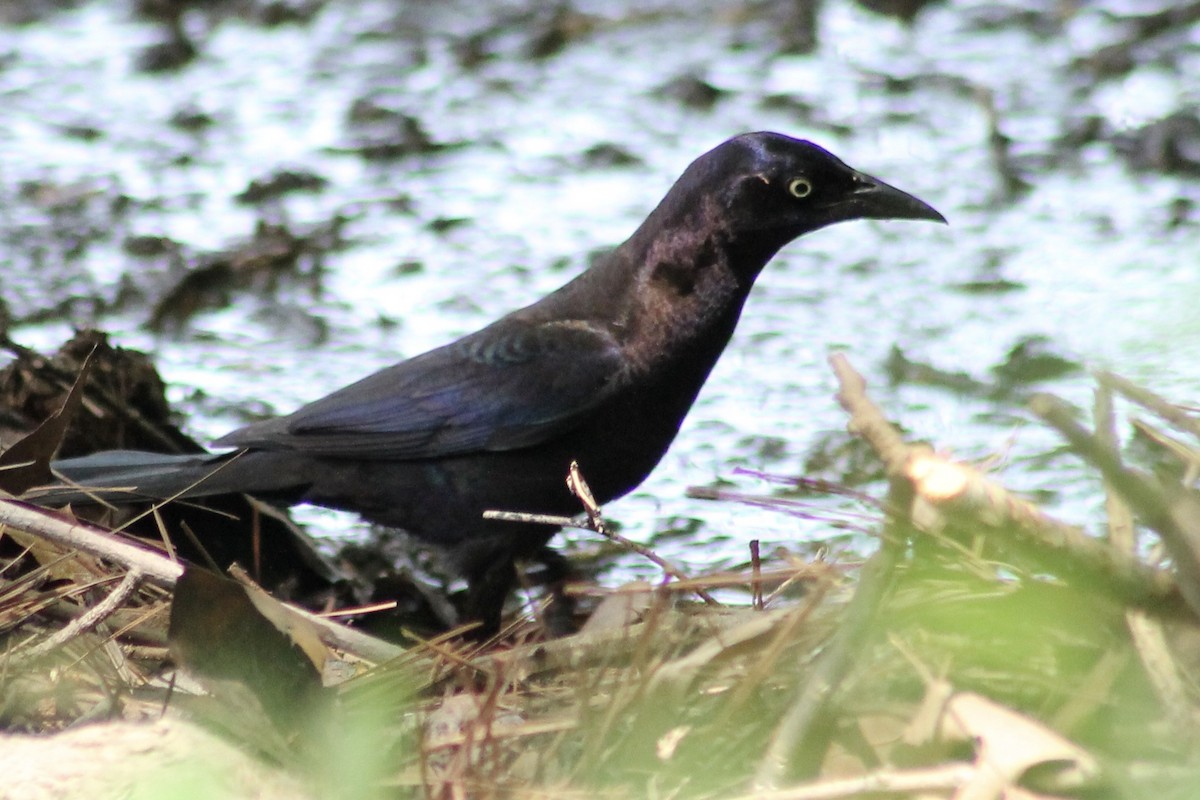 Common Grackle - ML451679011