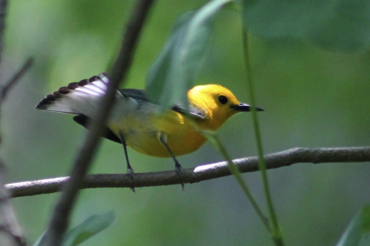 Prothonotary Warbler - ML451679061