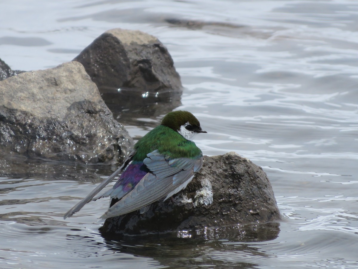 Violet-green Swallow - Michael Britten