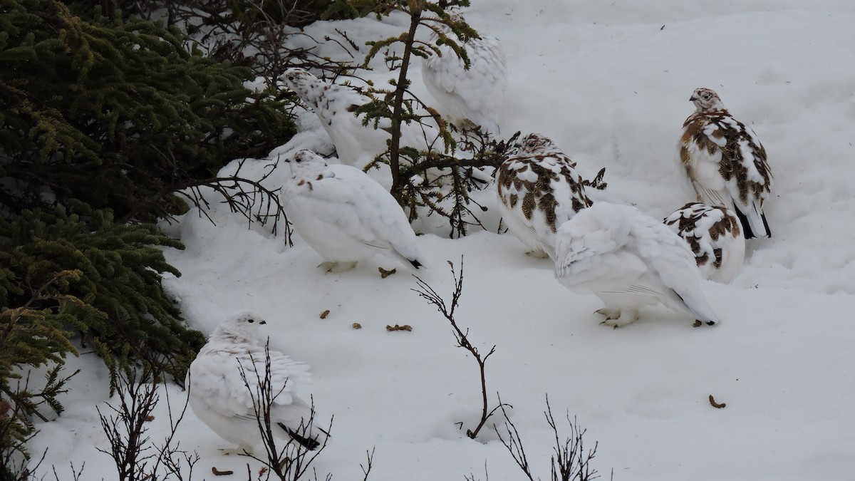 Willow Ptarmigan - ML451680151