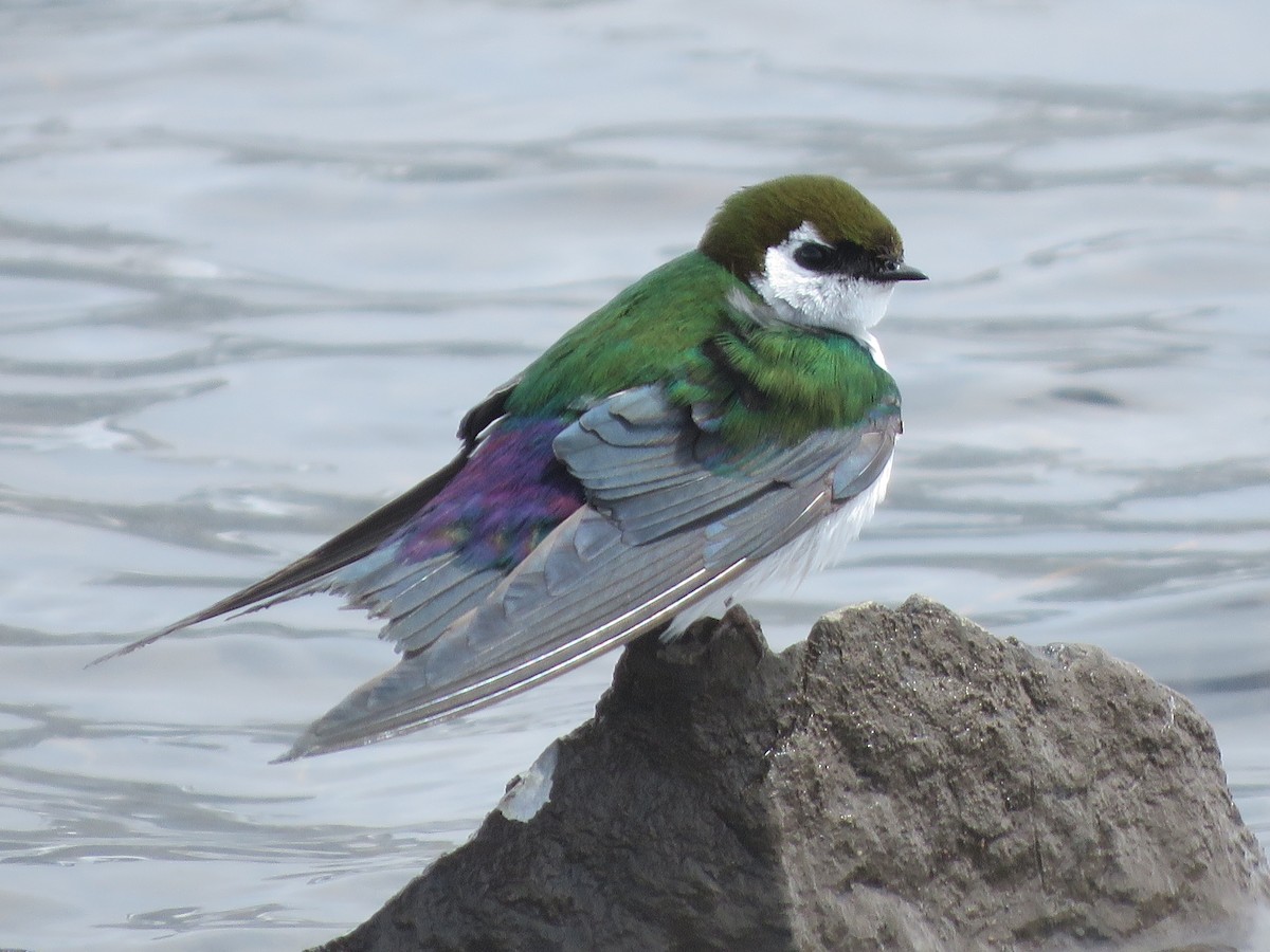 Violet-green Swallow - ML451680271