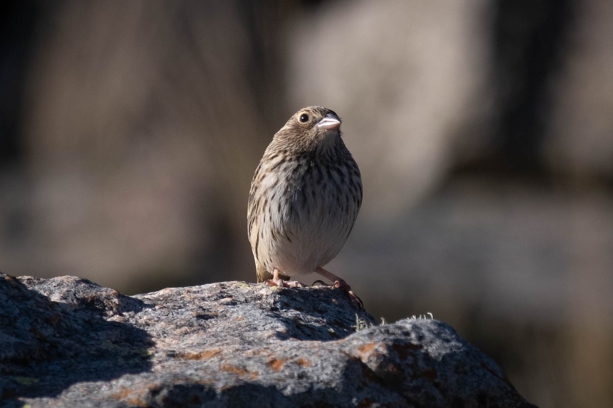 Carbonated Sierra Finch - ML451680641