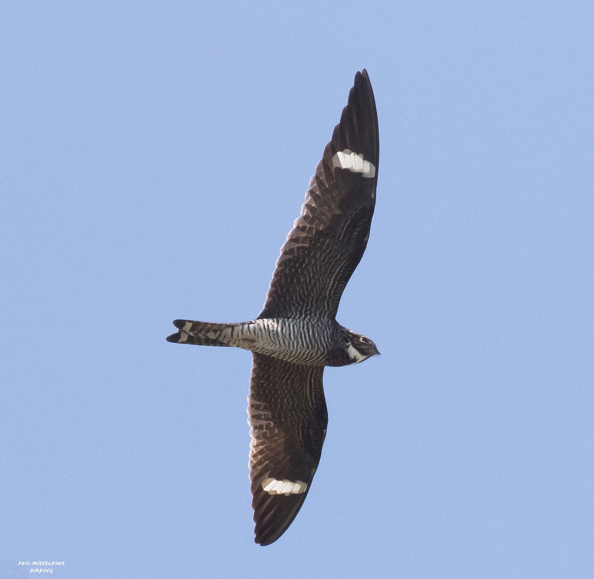 Common Nighthawk - ML451680841