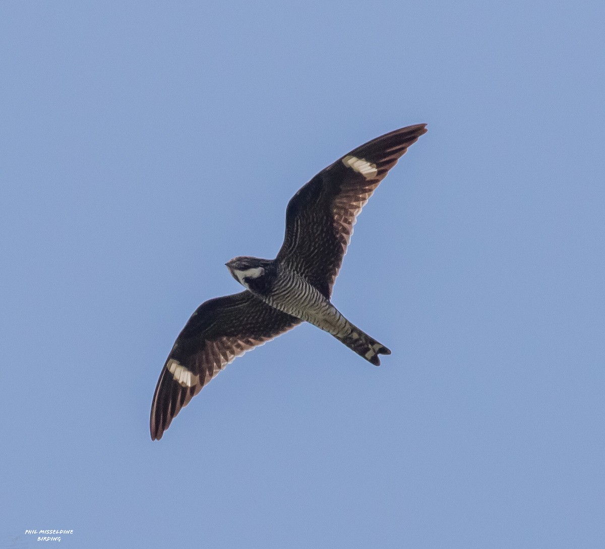 Common Nighthawk - ML451680851
