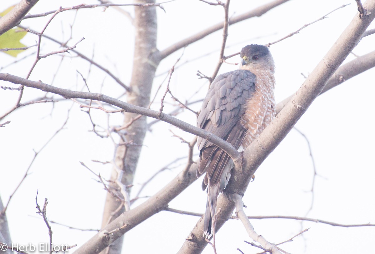 Cooper's Hawk - ML45168091