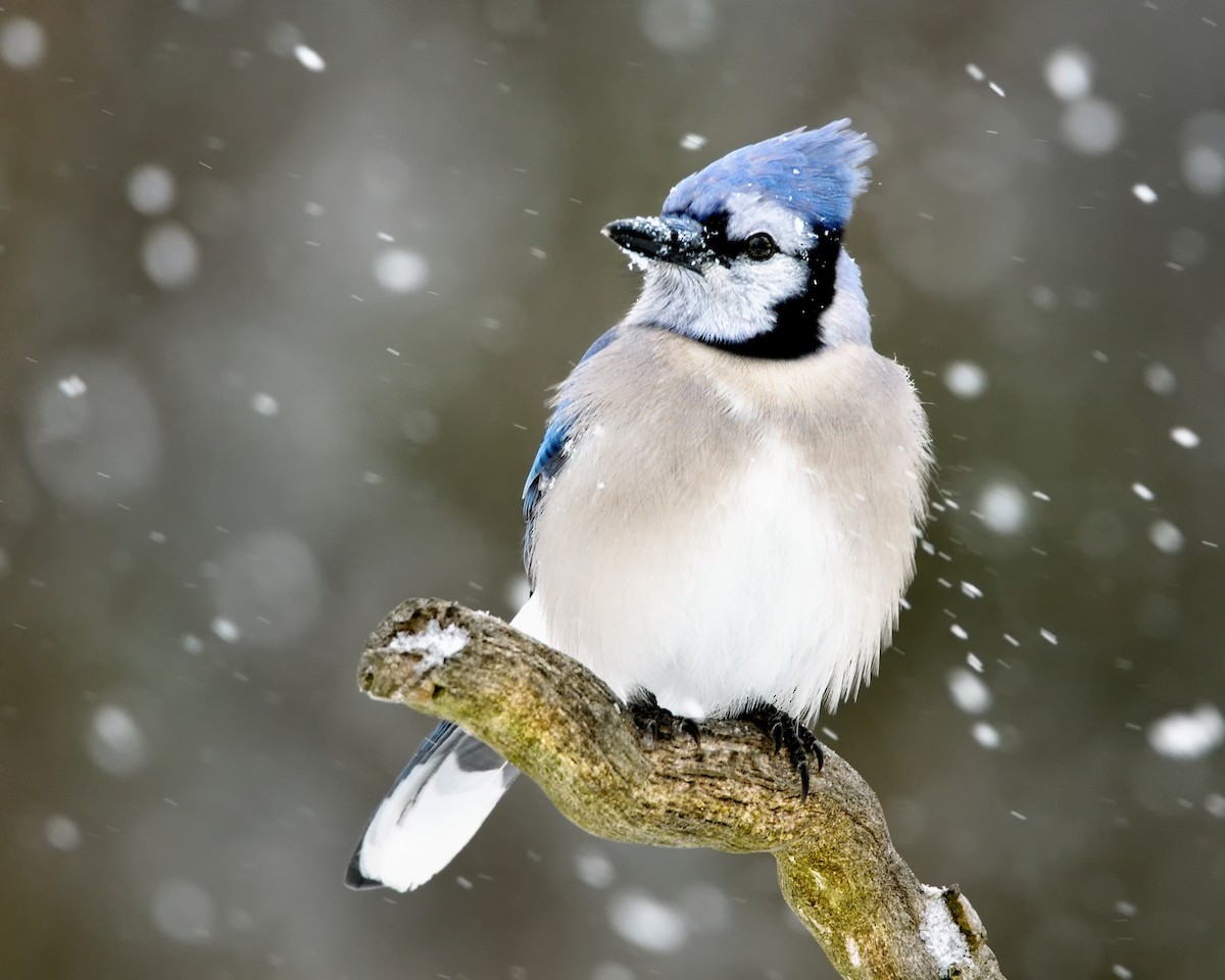 Blue Jay - ML451680911