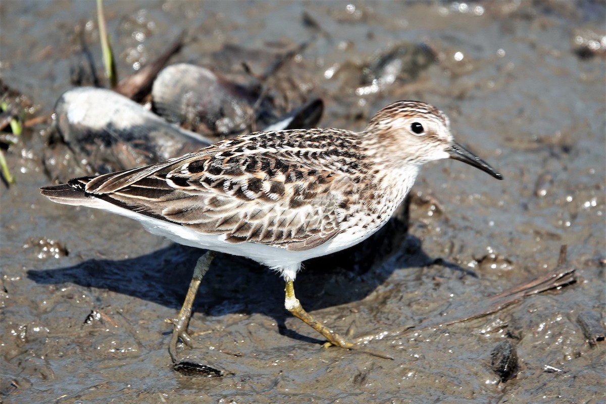 Least Sandpiper - Karen Thompson