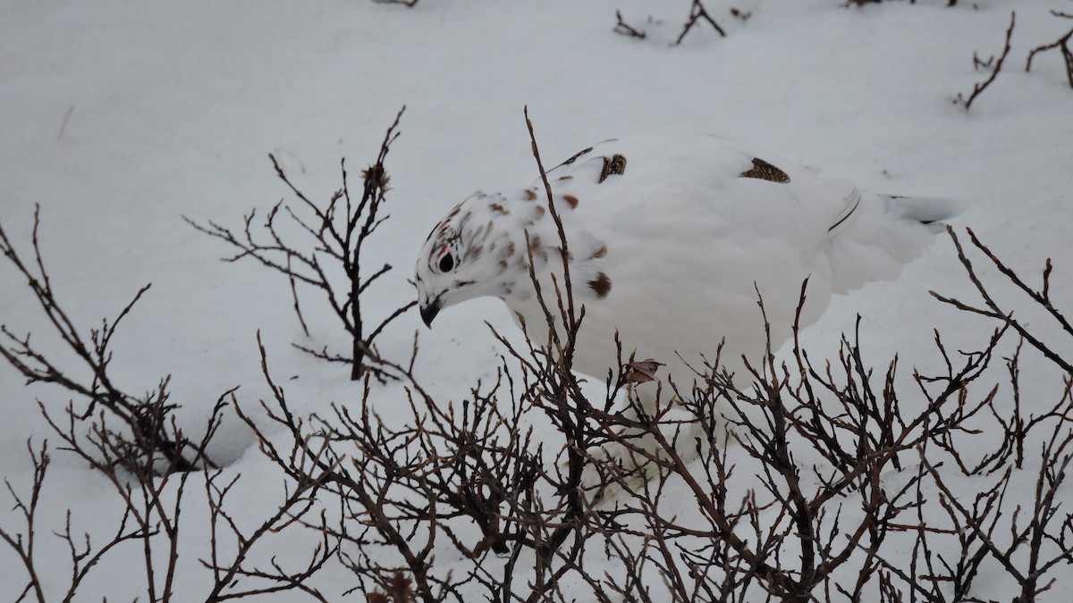 Willow Ptarmigan - ML451681421