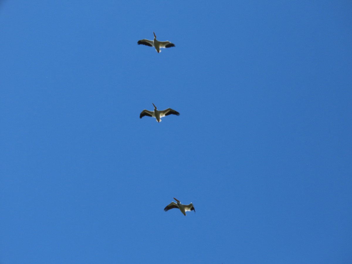 American White Pelican - Kyle Leader