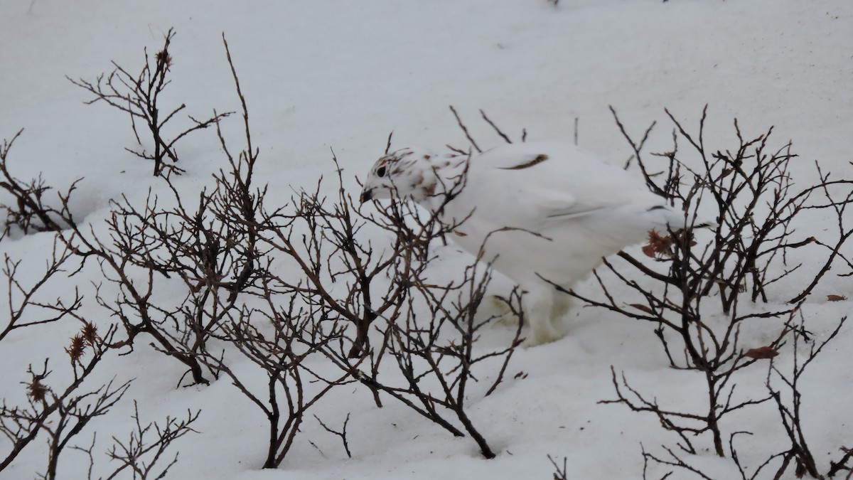 Willow Ptarmigan - ML451681711