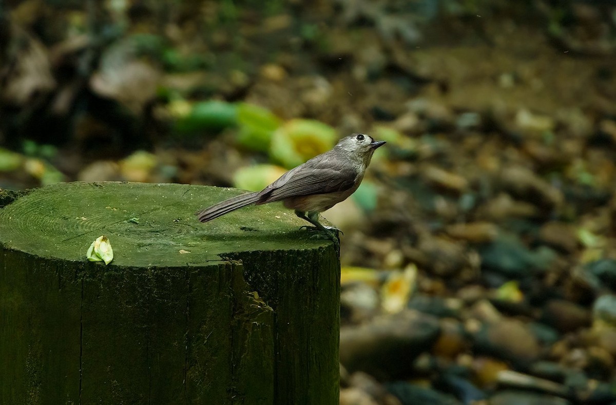 Tufted Titmouse - ML451681921