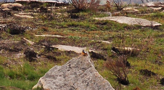 Rufous-tailed Rock-Thrush - ML451682151