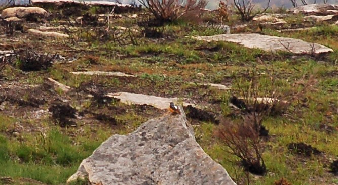צוקית חכלילית - ML451682151