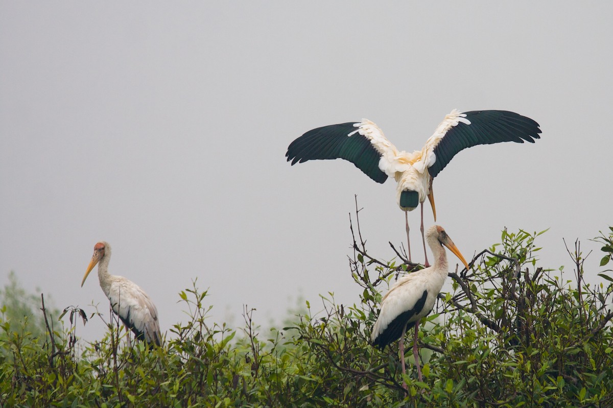 Milky Stork - ML45168291