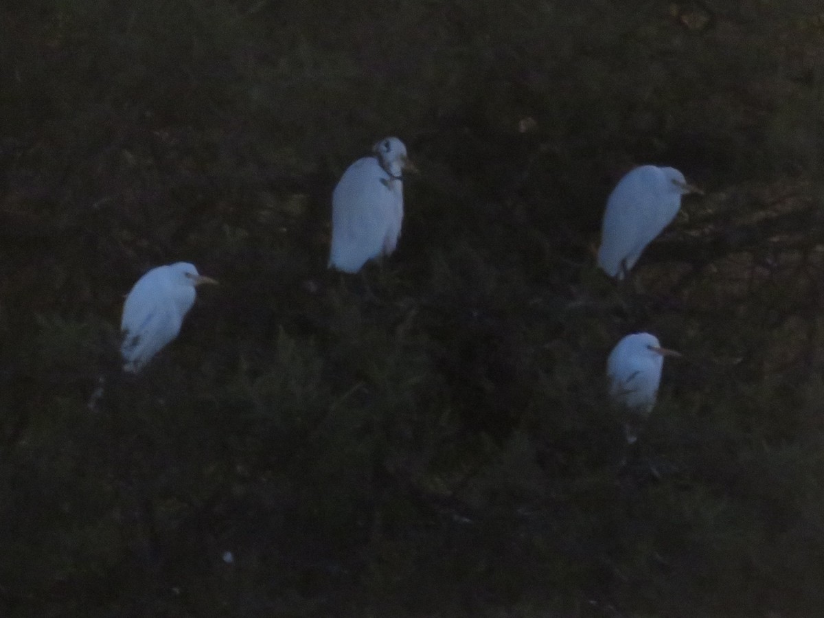 Eastern Cattle Egret - ML451682961