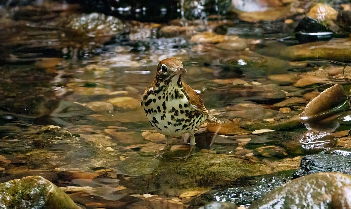 Wood Thrush - Cara Young