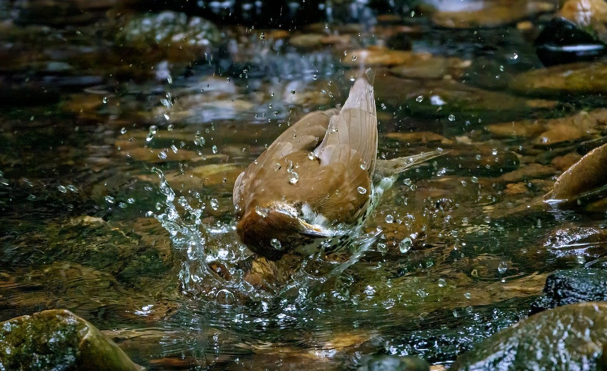 Wood Thrush - ML451683191