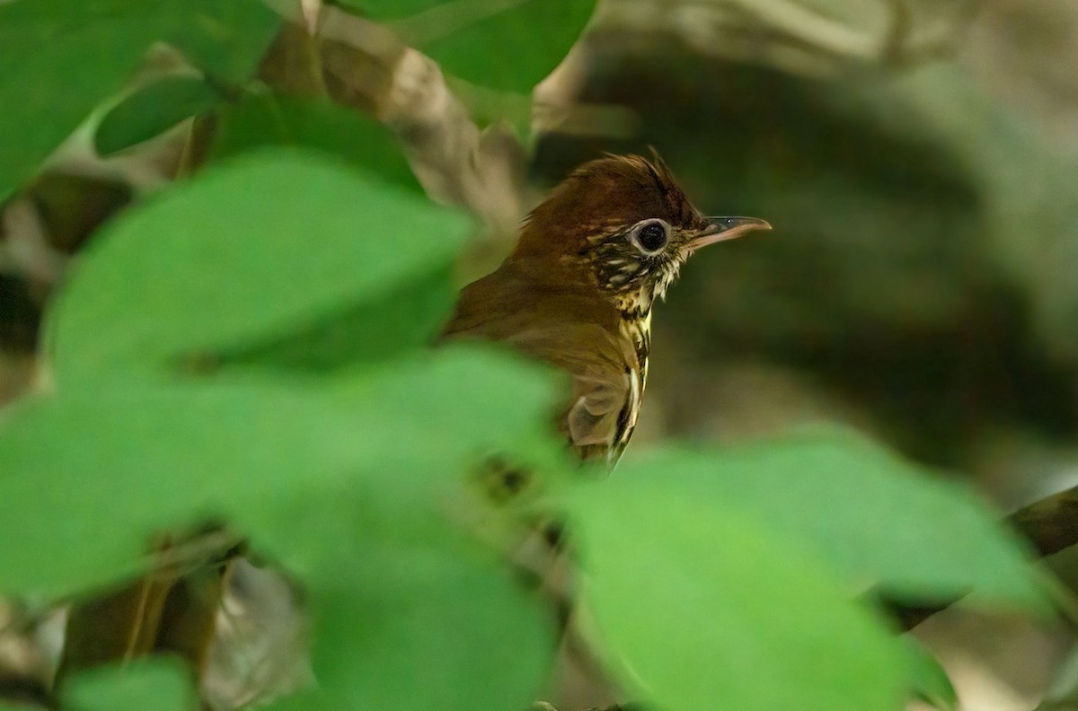 Wood Thrush - ML451683201