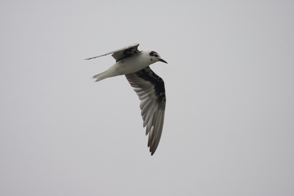 White-winged Tern - Matt Brady