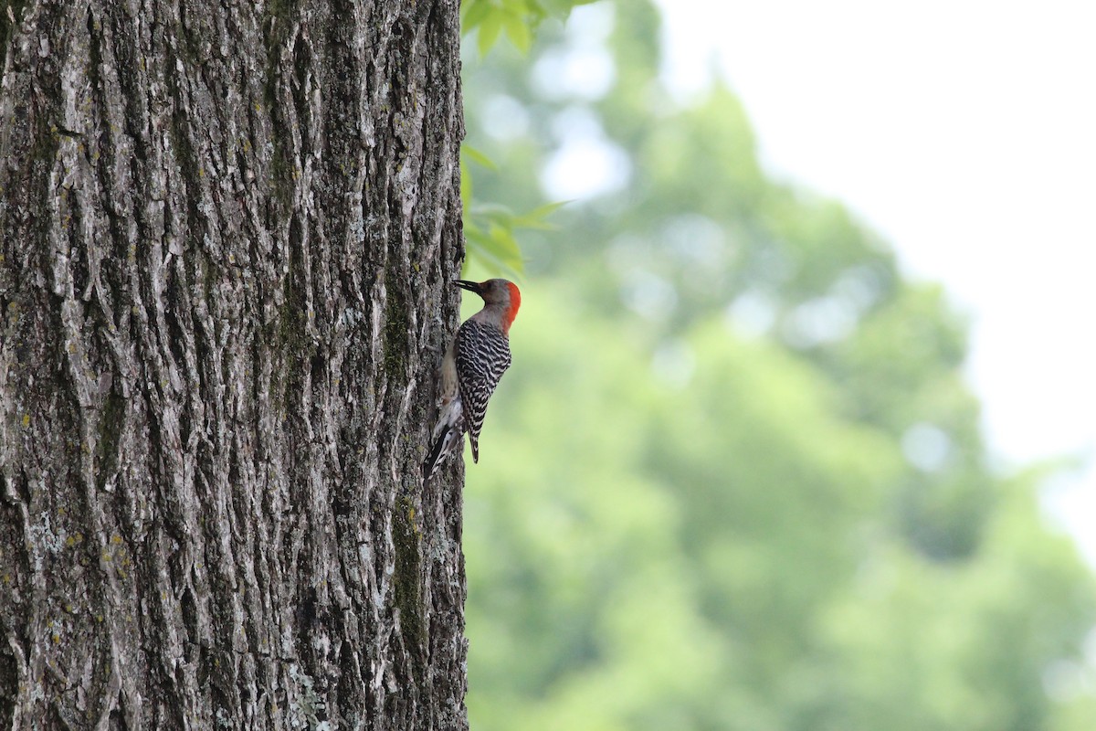 Red-bellied Woodpecker - George Dokes