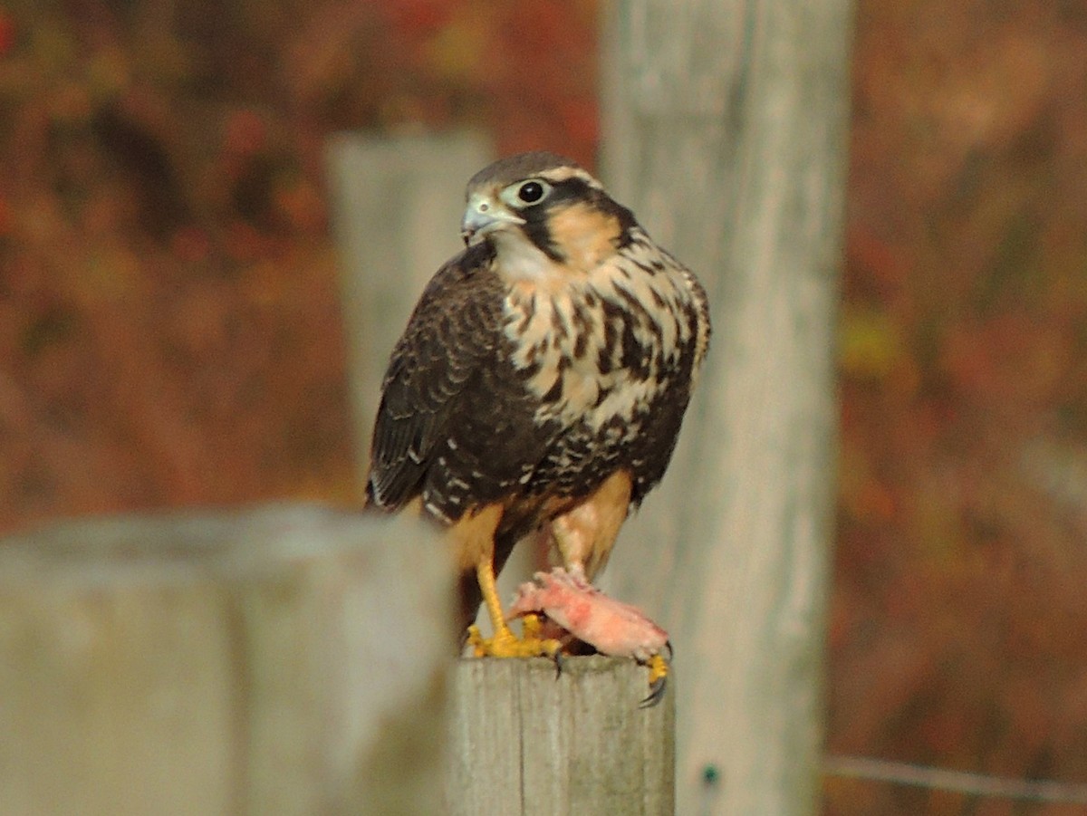 Aplomado Falcon - Simón Pla García