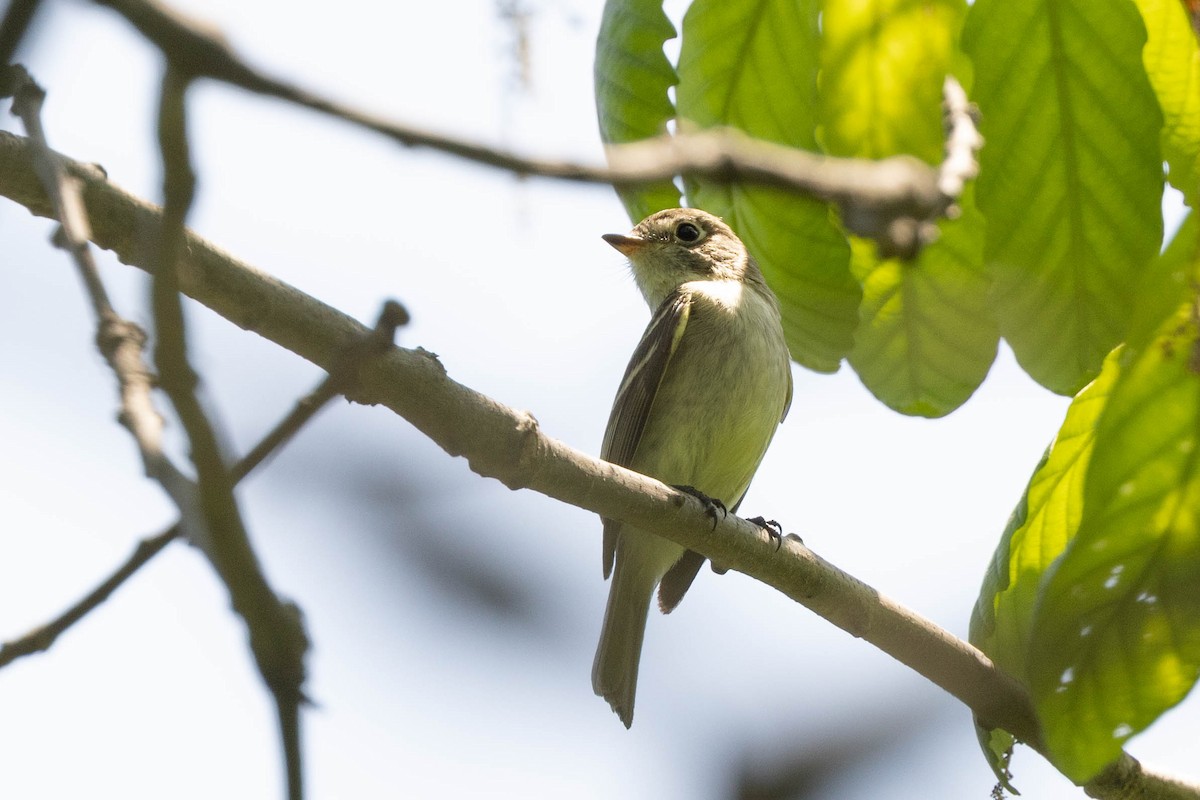 Empidonax sp. - ML451684721