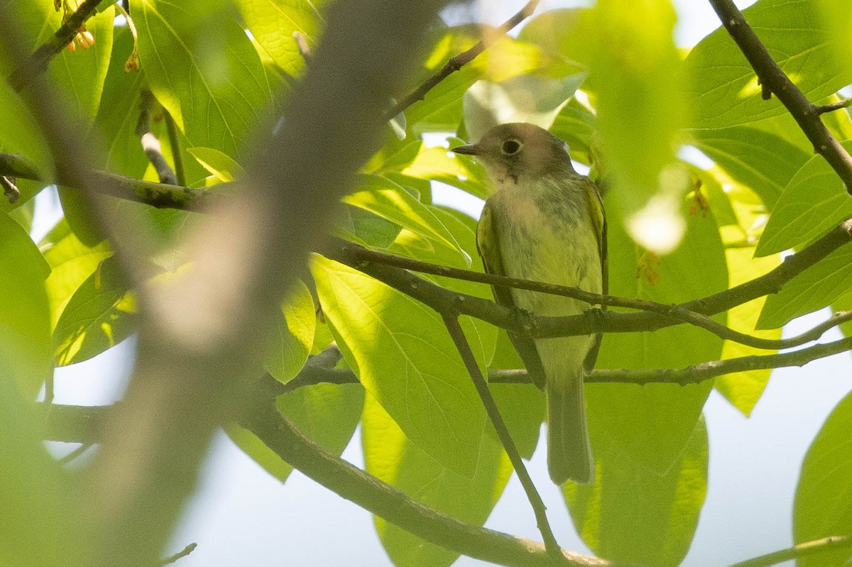 Empidonax sp. - ML451684761
