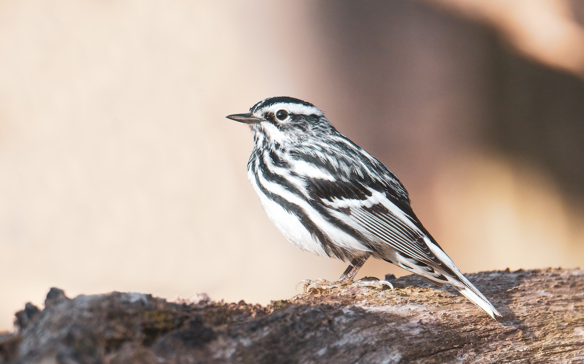 Black-and-white Warbler - ML451684921