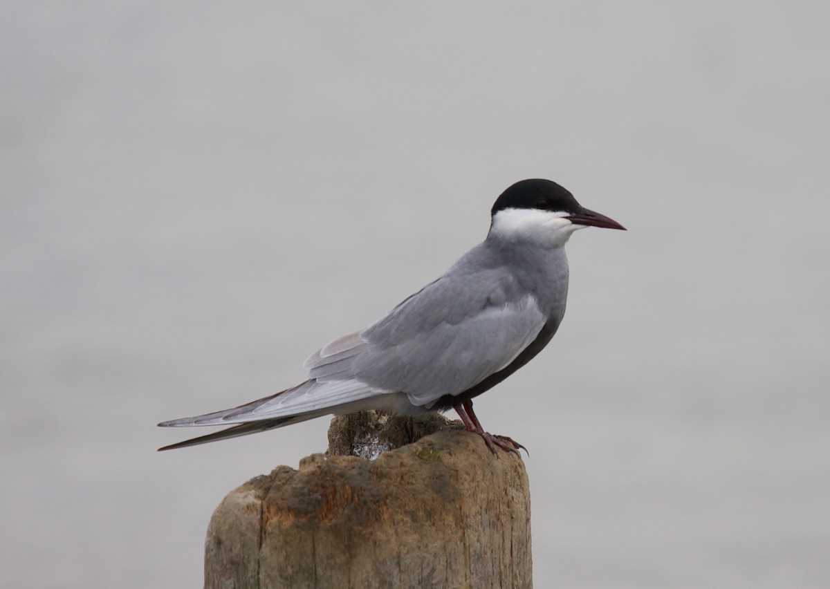 Whiskered Tern - Matt Brady