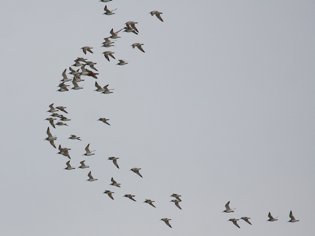 Great Knot - ML45168561