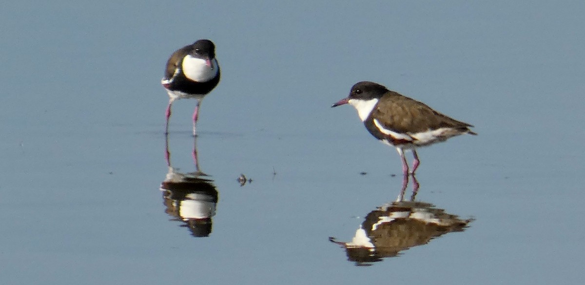 Red-kneed Dotterel - ML451685721