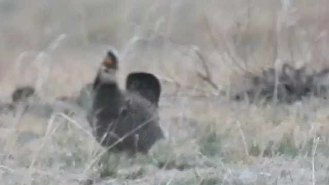 Greater Prairie-Chicken - ML451686071