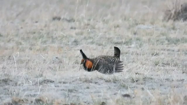 Greater Prairie-Chicken - ML451686171