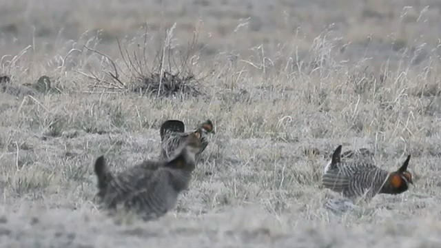 Greater Prairie-Chicken - ML451686181