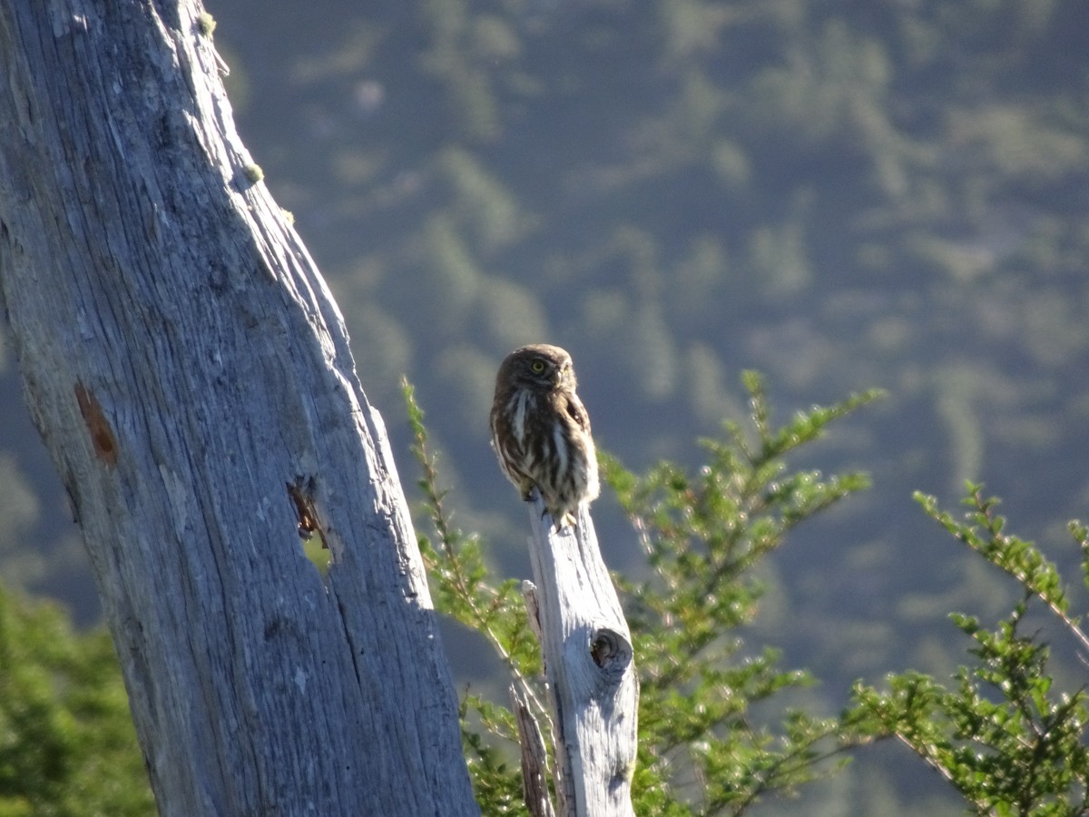 Austral Pygmy-Owl - ML451686321