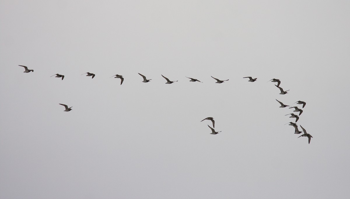 Great Knot - ML45168651